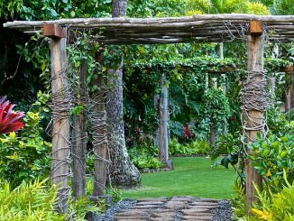 Backyard view