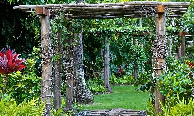 Backyard view